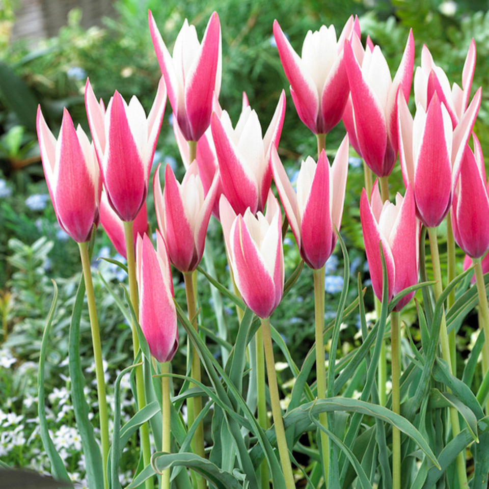 Tulip Peppermint Stick | J Parkers
