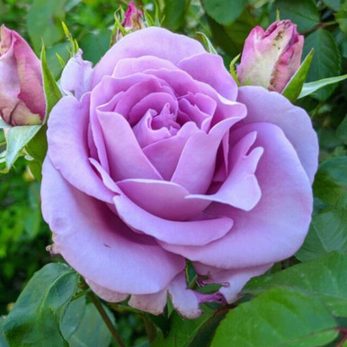 Rose Climbing Sissi - J Parker Dutch Bulbs (Ireland) - Production