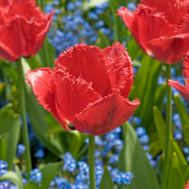 Shop quality Tulip Burgundy Lace from J. Parker's