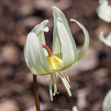 Shop quality Erythronium White Beauty from J. Parker's