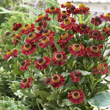 Helenium 'Ruby Tuesday' - Vibrant Perennial | J Parkers