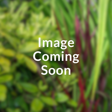 Image coming soon
