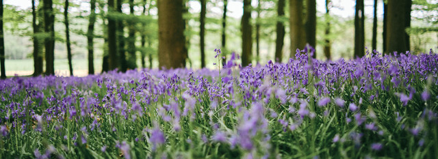 Health Benefits of the Great Outdoors