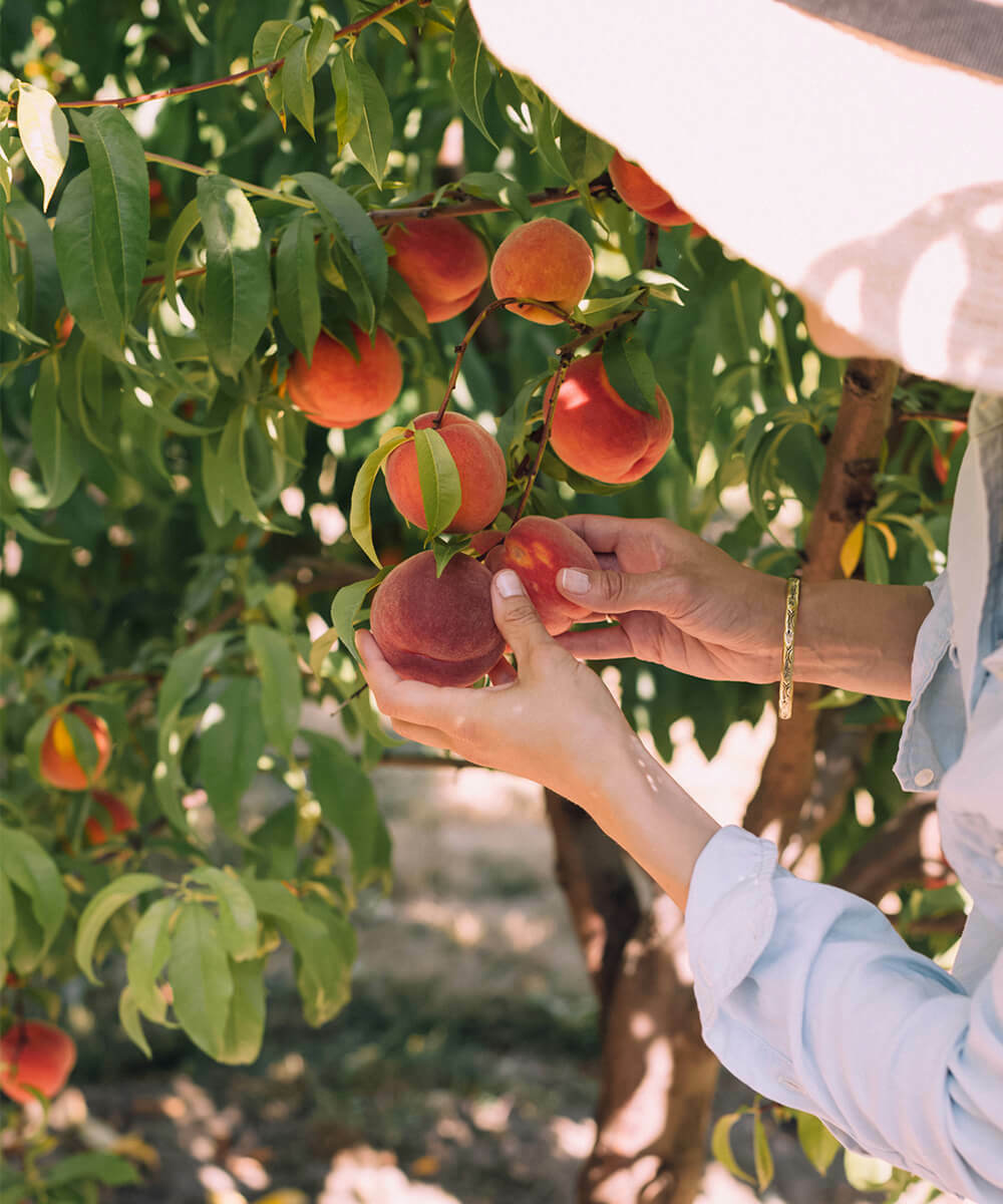 Fruit Picking - Summer Activities