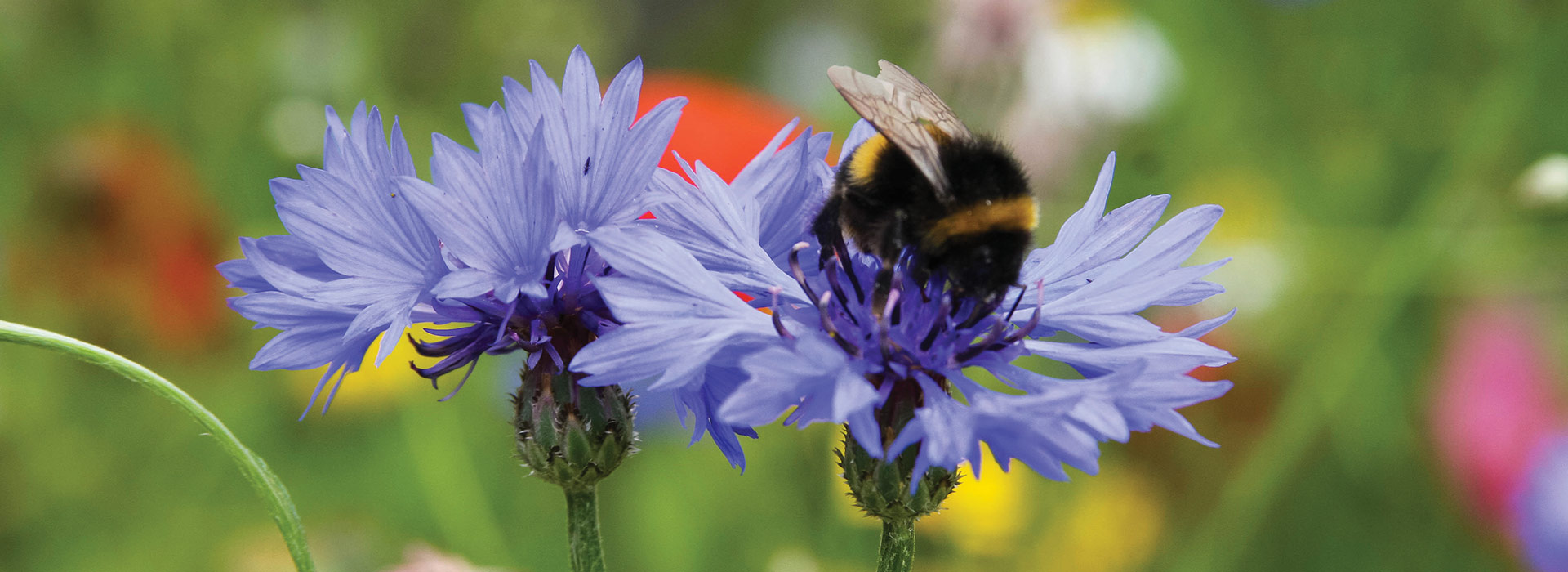 RSPB Bee sat on purple flower