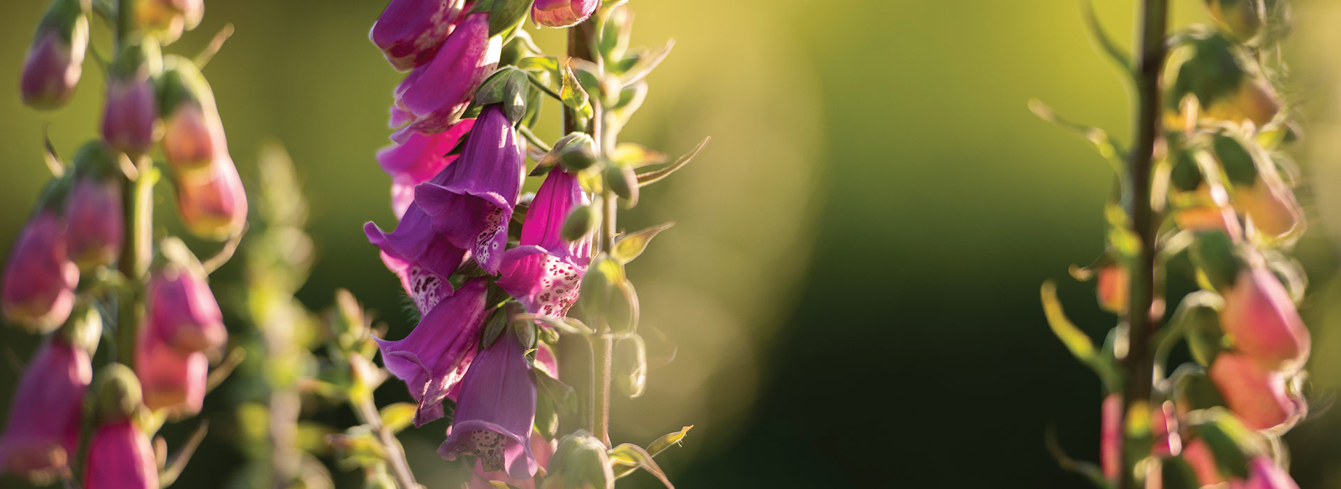 RSPB Lupin Flowers in the Sun