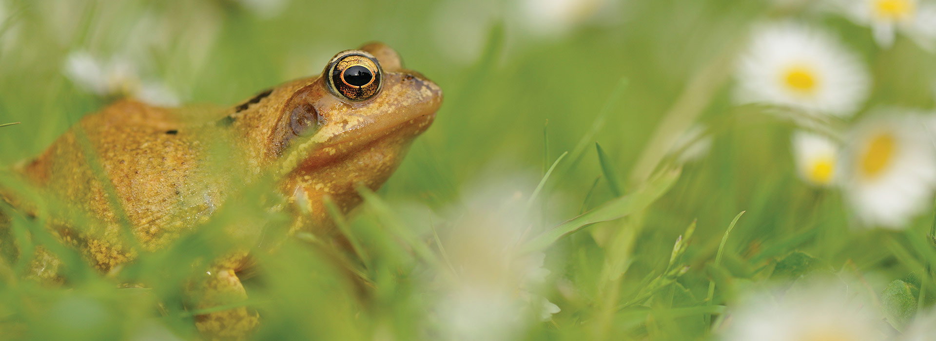 RSPB frog in the grass