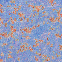 Buff Coolnet UV Insect Shield Drift Blue Print