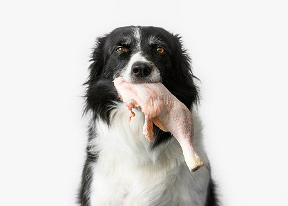 how much chicken feed dog