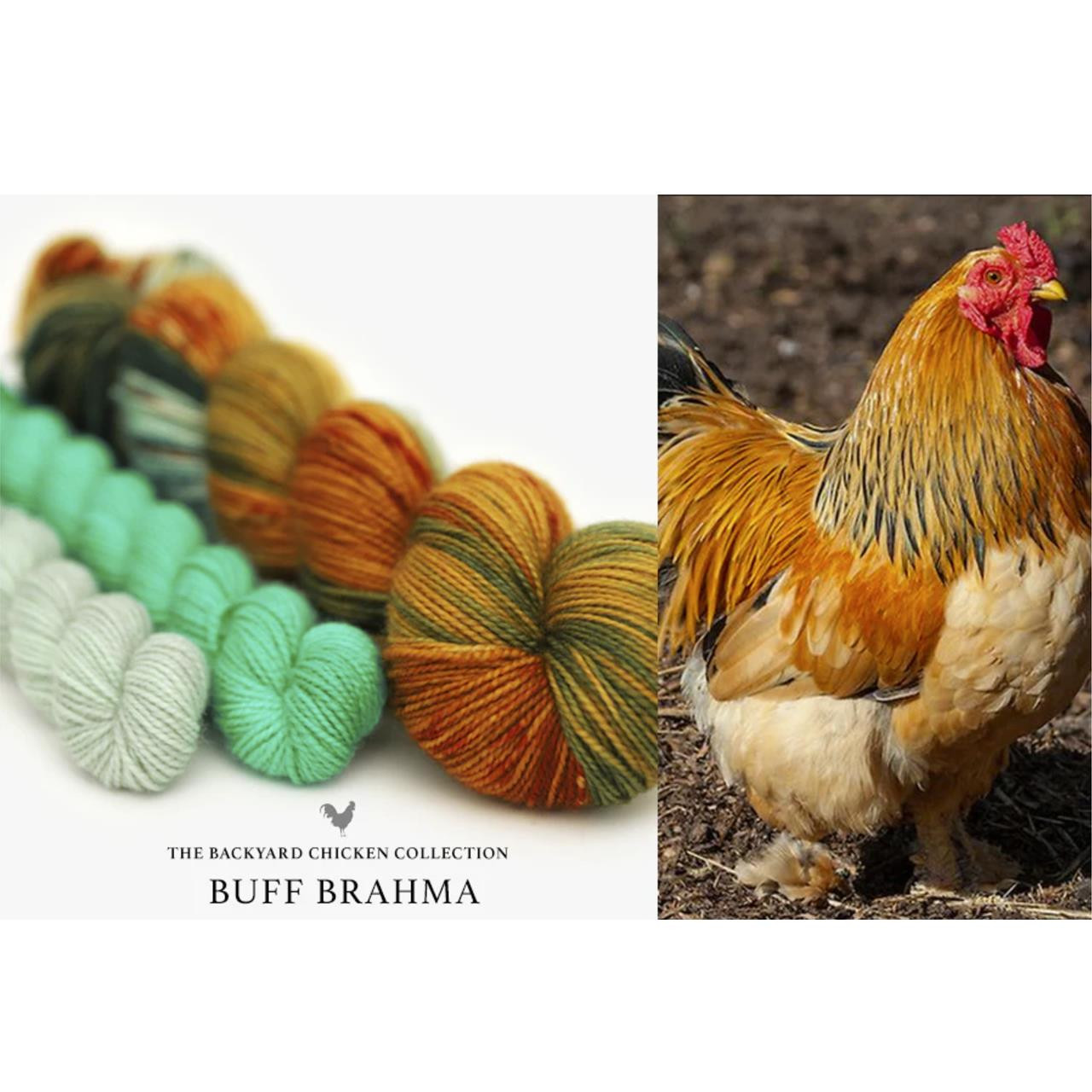 HLoco BYCC Buff Brahma Rooster