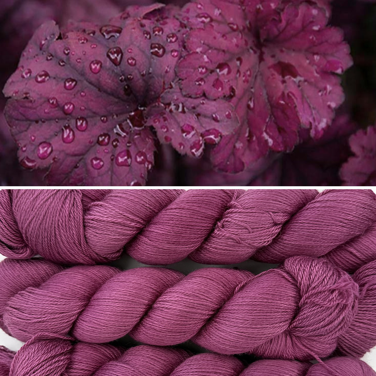 EFA Oasis Heuchera -