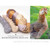 HLoco BYCC Silver Duckwing Hen -