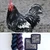 HLoco BYCC Java Rooster -