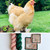 HLoco BYCC Lemon Pyle Hen -