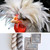 HLoco BYCC White Crest Rooster -