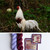 HLoco BYCC Yokohama Rooster -