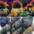 EFA Resilient Sock Echinacea -