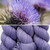 EFA Resilient Sock Soft Thistle -