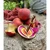 LW Mini Minder Peach Out -