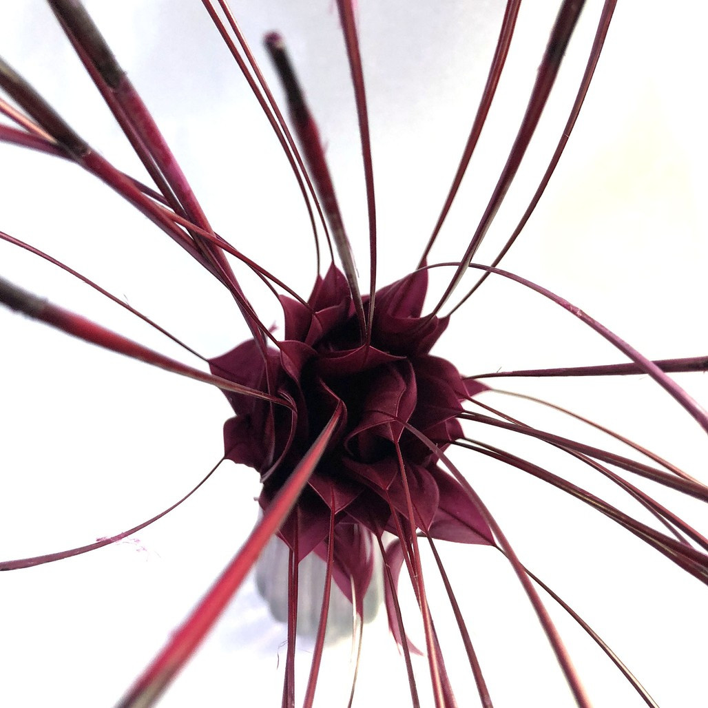 Spiked Feather Blooms - Hatters 