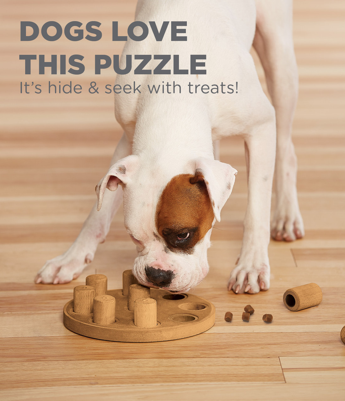 SPOT Interactive Seek-A-Treat Dog Toy Puzzle – DogToyStuffz