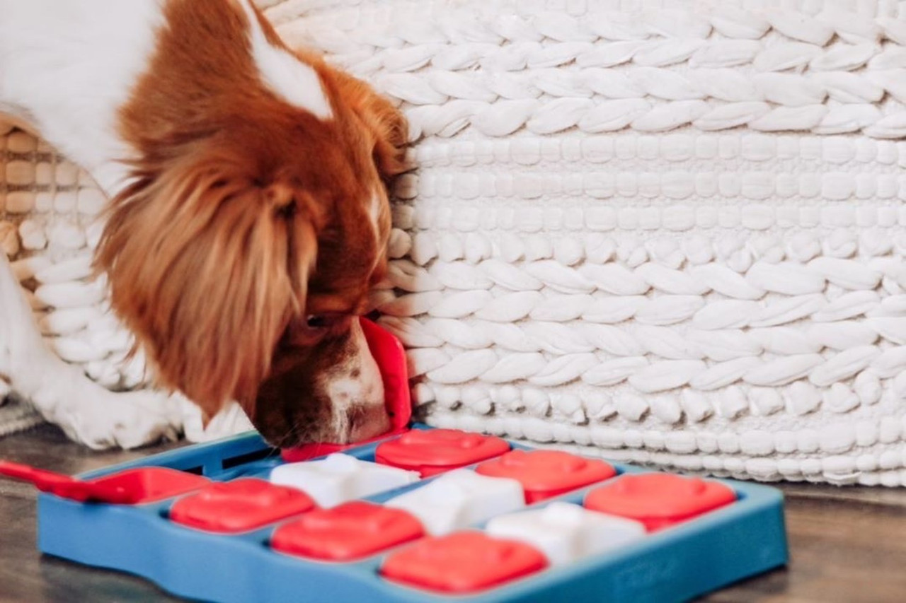 Outward Hound Ottosson Puzzle Brick Dog Toy - Woof Report