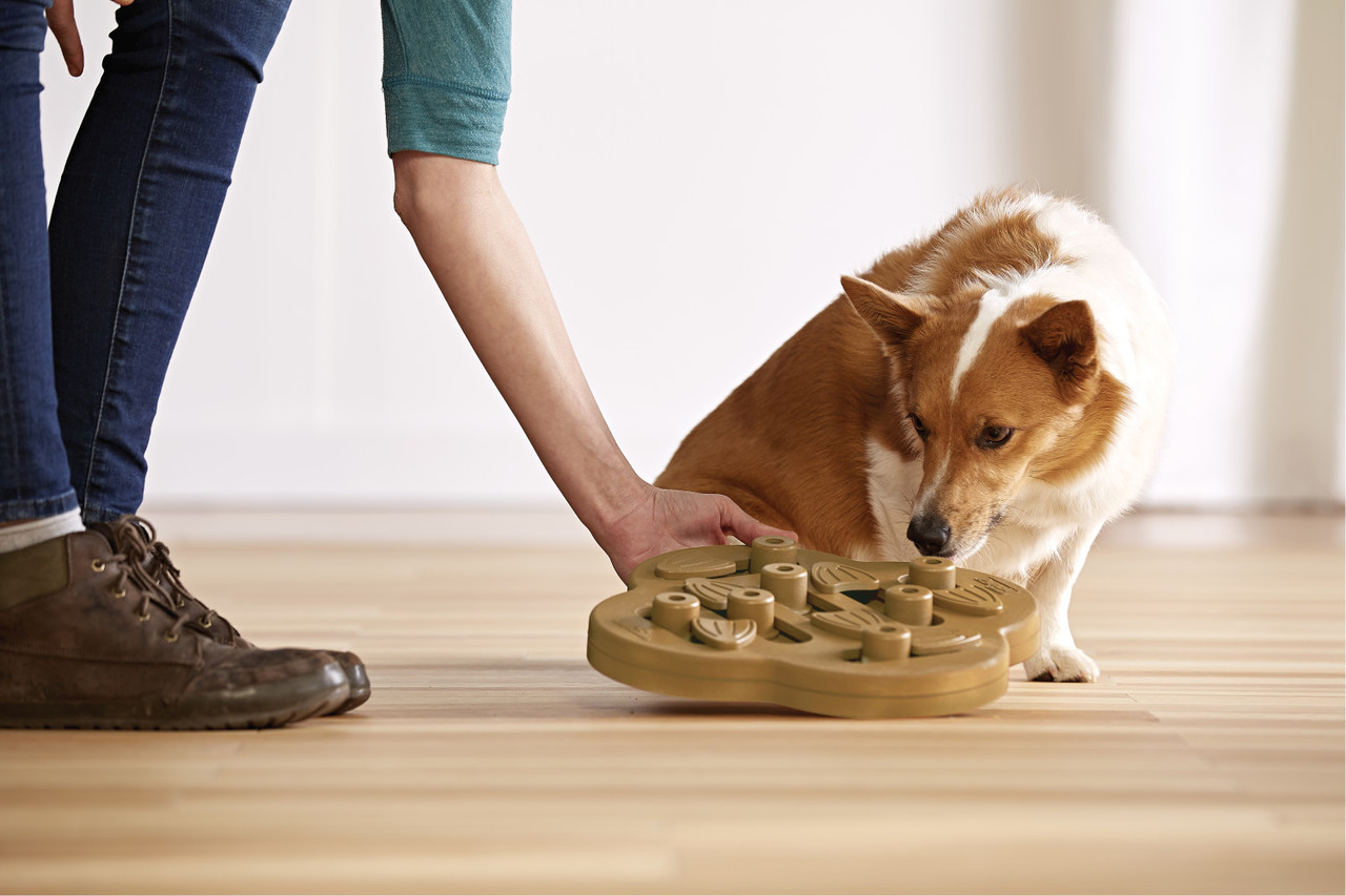 Snake food enrichment with a dog puzzle, the @NinaOttossonPuzzleGames Dog  Hide N Slide by @OutwardHoundBrand 