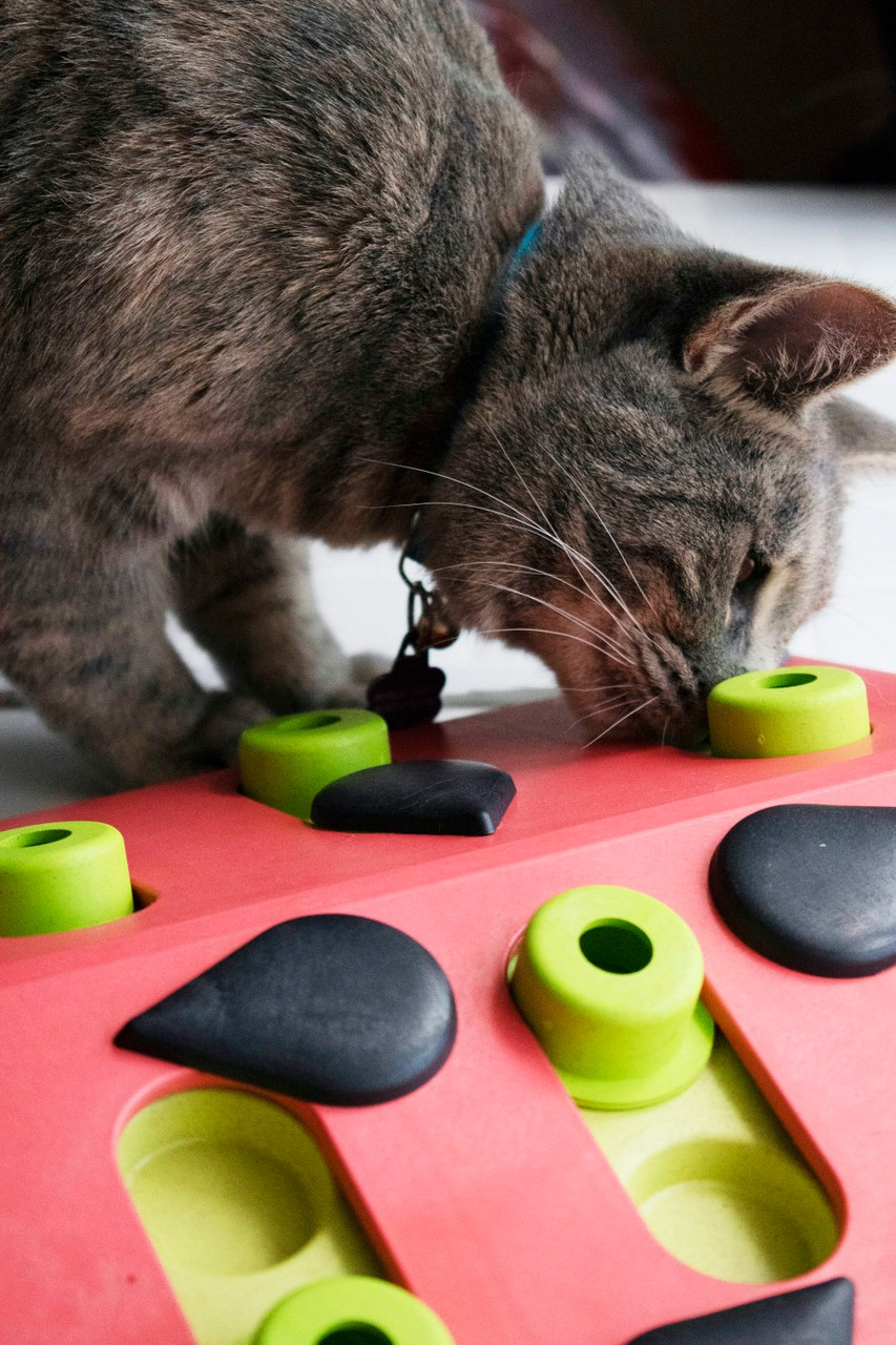 Nina Ottosson nina ottosson 90003 cat treat maze interactive puzzle mental  stimulation brain game for cats