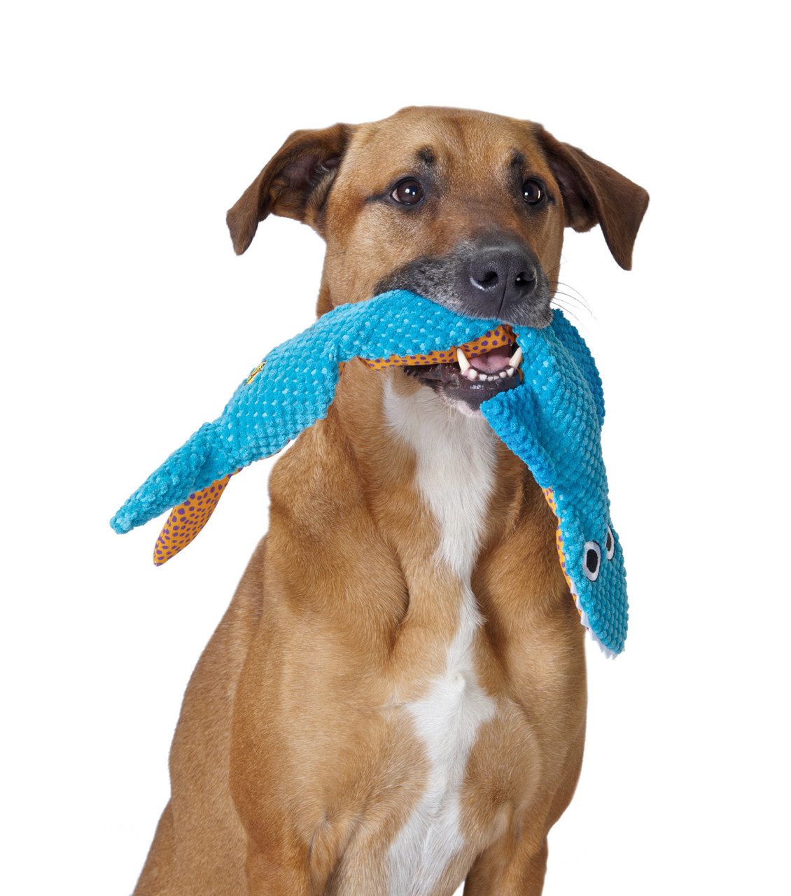 Pet Supplies : Pet Chew Toys : Petstages Stuffing-Free Big Squeak Gator  Plush Dog Toy, Medium 