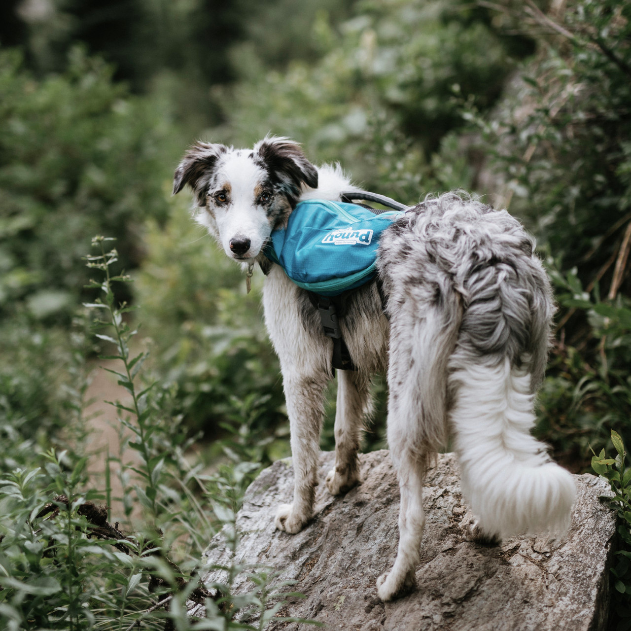 Outward Hound DayPak Green Dog Saddleback Backpack, Medium