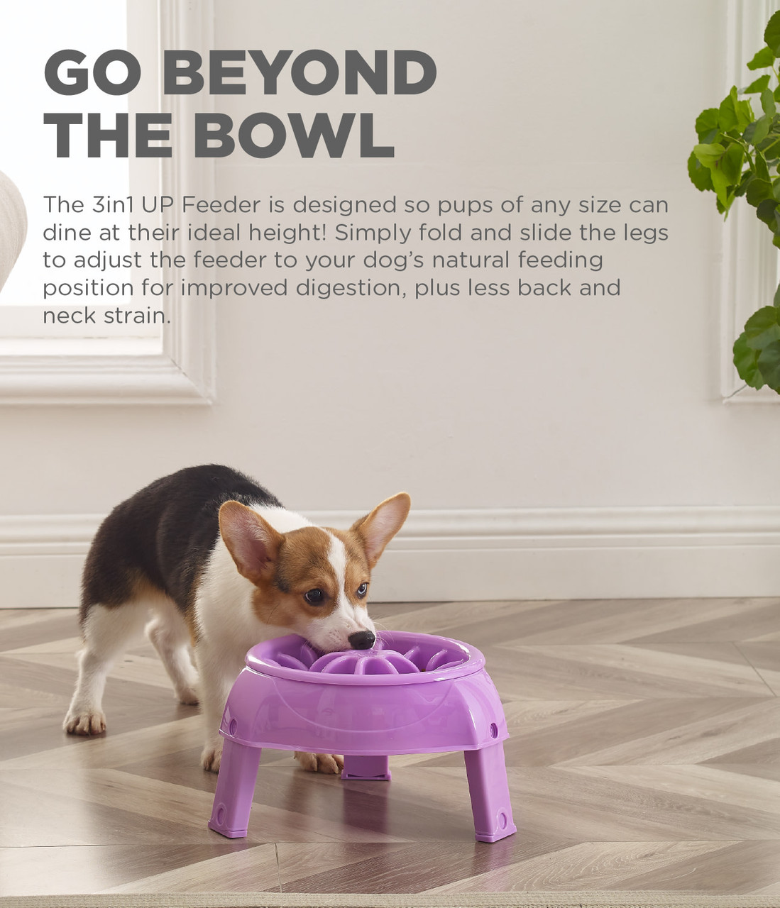 Best Dog Fool Bowls in 2019: Our Pets, GPET, Outward Hound, and More