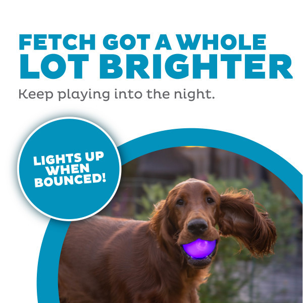 Planet Dog Orbee-Tuff Strobe Ball Light Up Dog Toy Purple