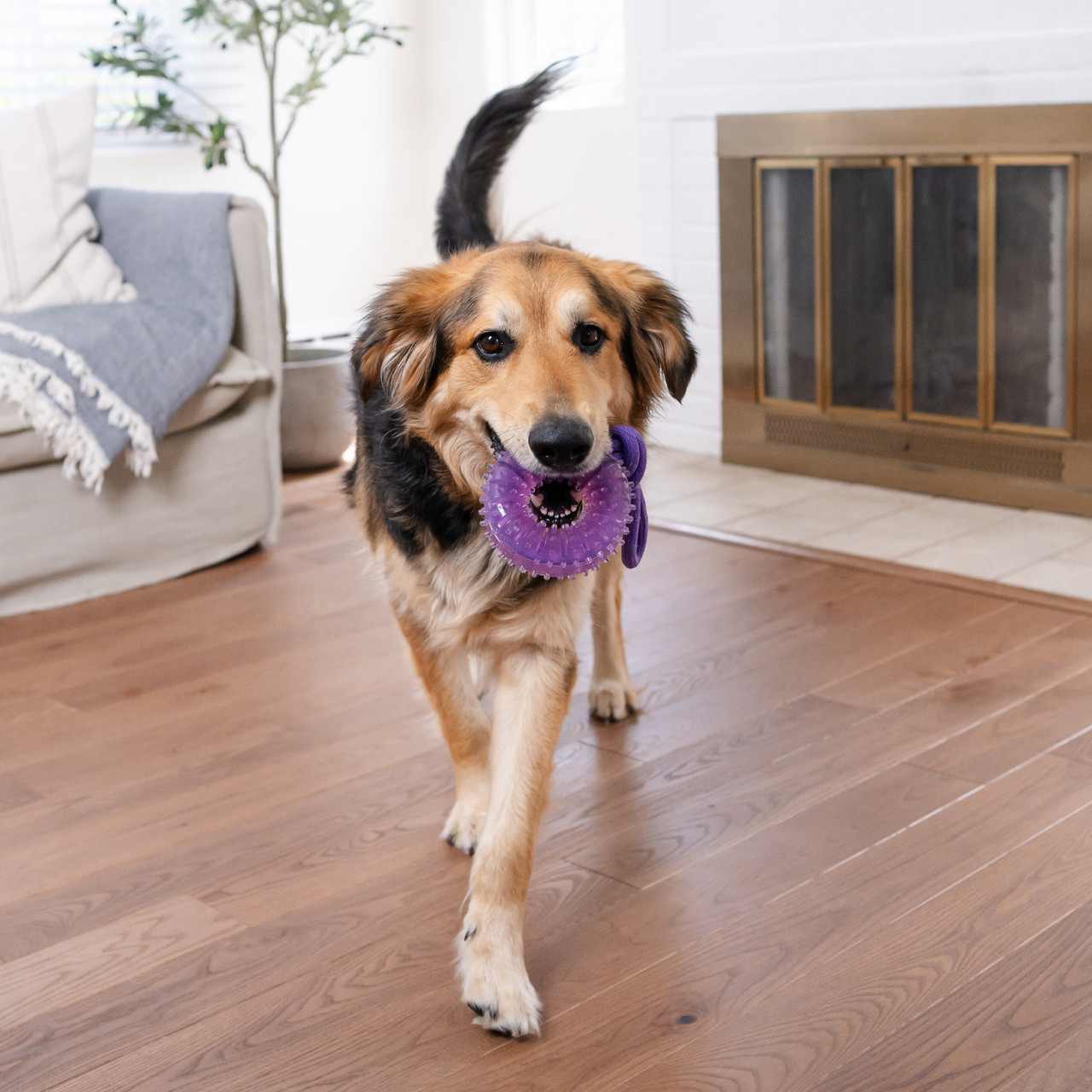 2-in-1 Dental Chew Wheel Dog Chew Toy and Tug Toy, Purple - The
