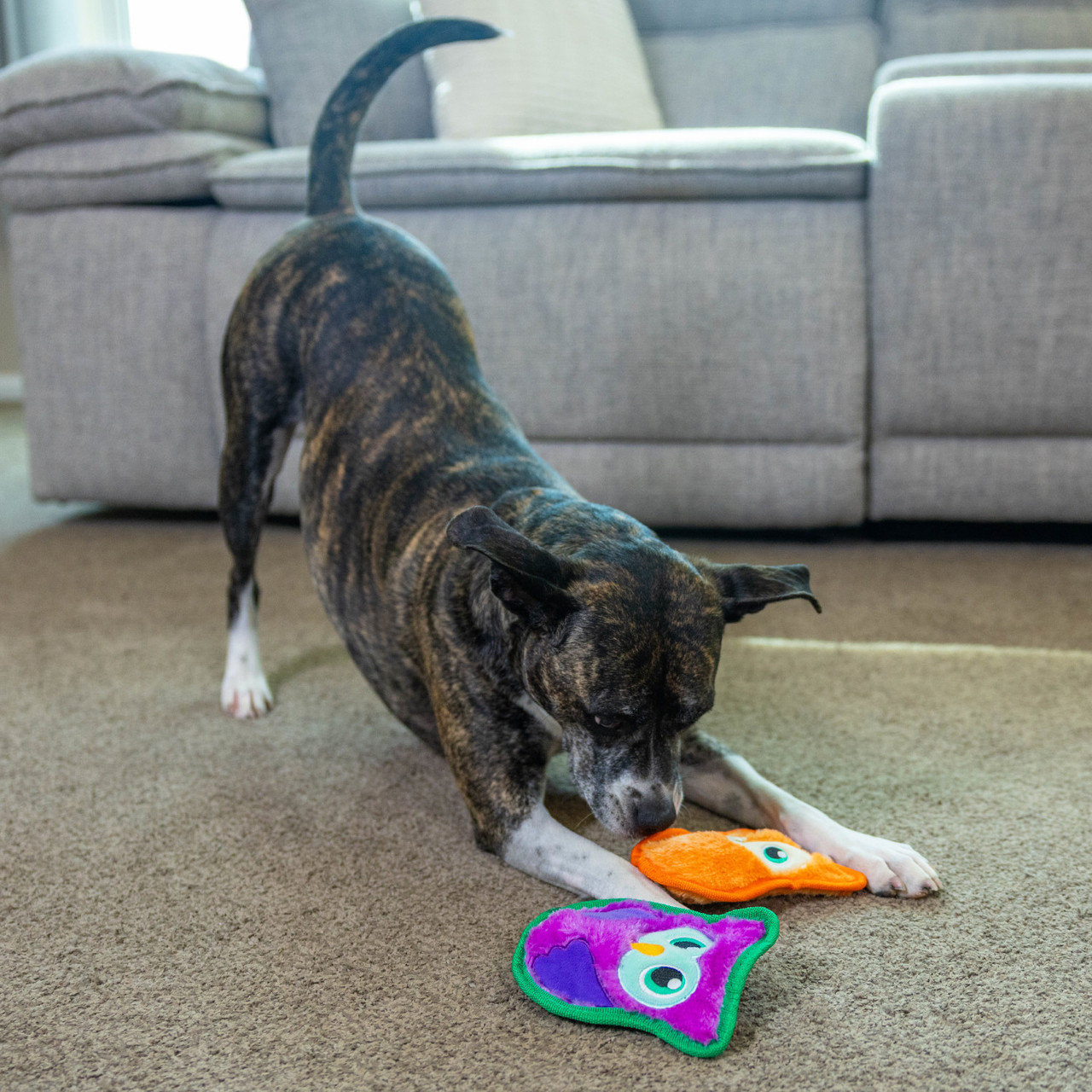 Durablez Owl/Fox 2Pk Mlt XS - Outward Hound