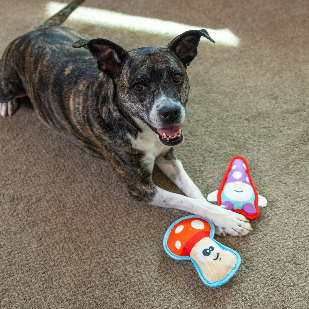 Fire Btrz Gnme/Mshm 2Pk Mlt SM - Outward Hound