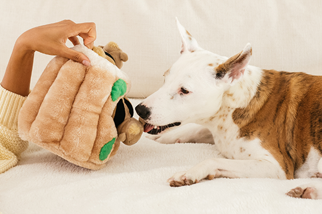outward hound hide a squirrel puzzle dog toy