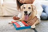 Dog playing with puzzle toy