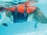 Dog Swimming In Granby Life Jacket