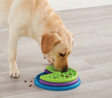 Dog playing with toy