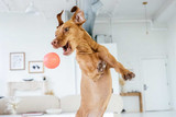 Dog playing with toy