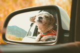 dog in a car feeling the breeze