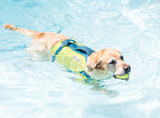 Dog Swimming