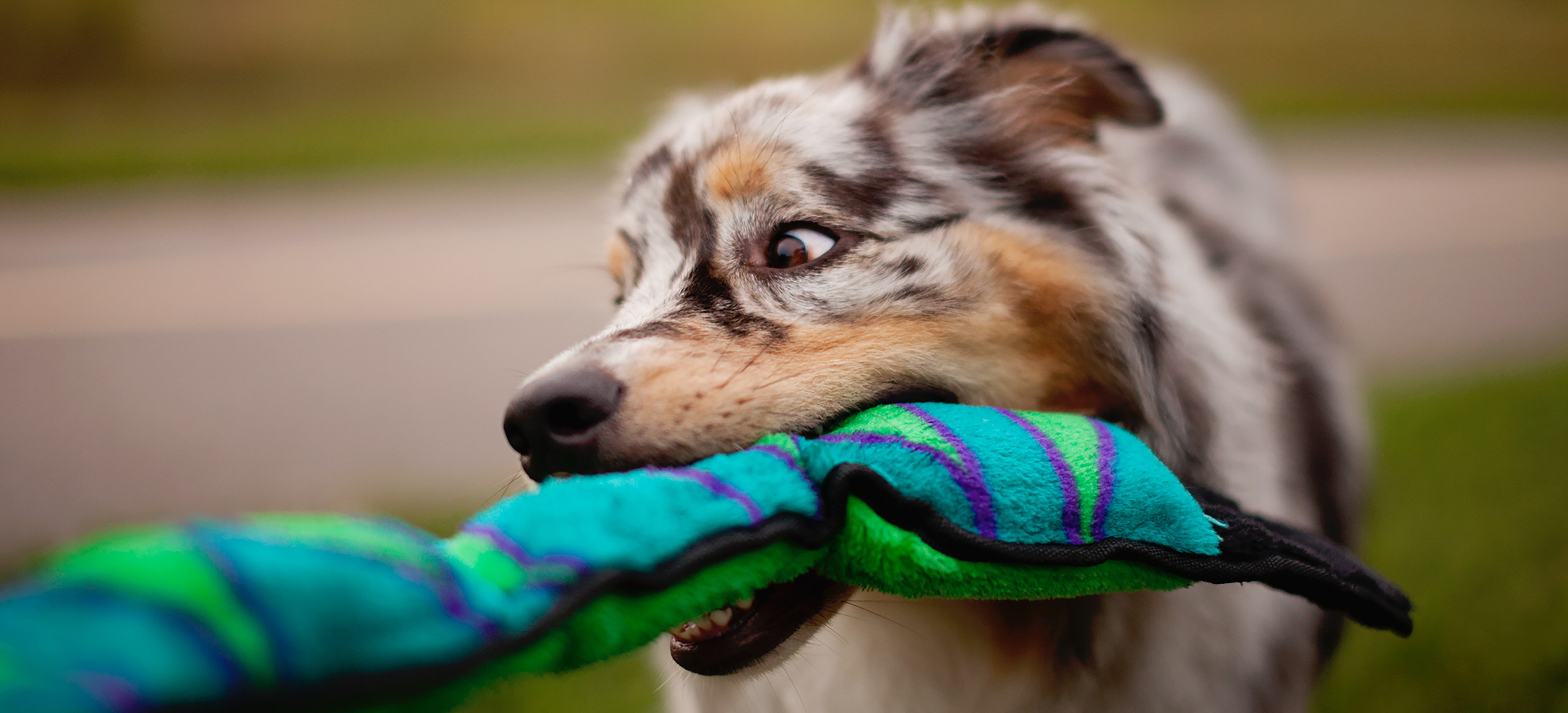 Outward hound home shop dog toys chew toys dog gear outwardhound