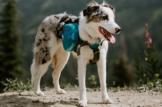 Outward Hound - Seas the day with our Granby Ripstop life jacket! 🐶🌊