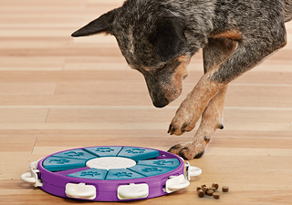 Dog Casino Interactive Treat Puzzle Dog Toy, Turquoise