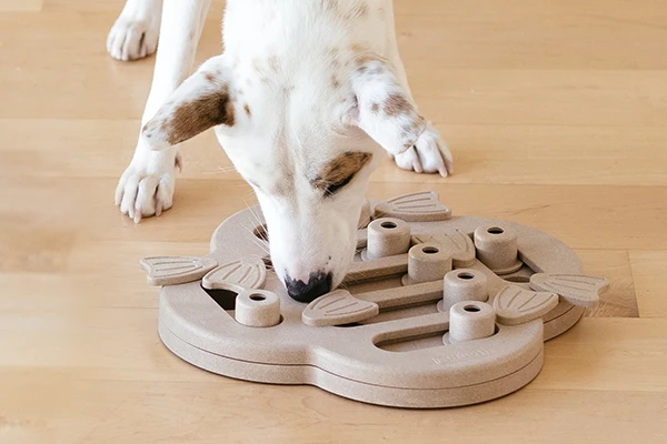 Dog using an interactive puzzle feeder toy