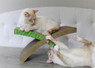 Easy Life Hammock Cat Scratcher, Multi