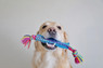 Orka Stick Alternative Dog Chew Toy, Royal Blue