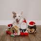 Holiday Hedgehogz Dog Toy