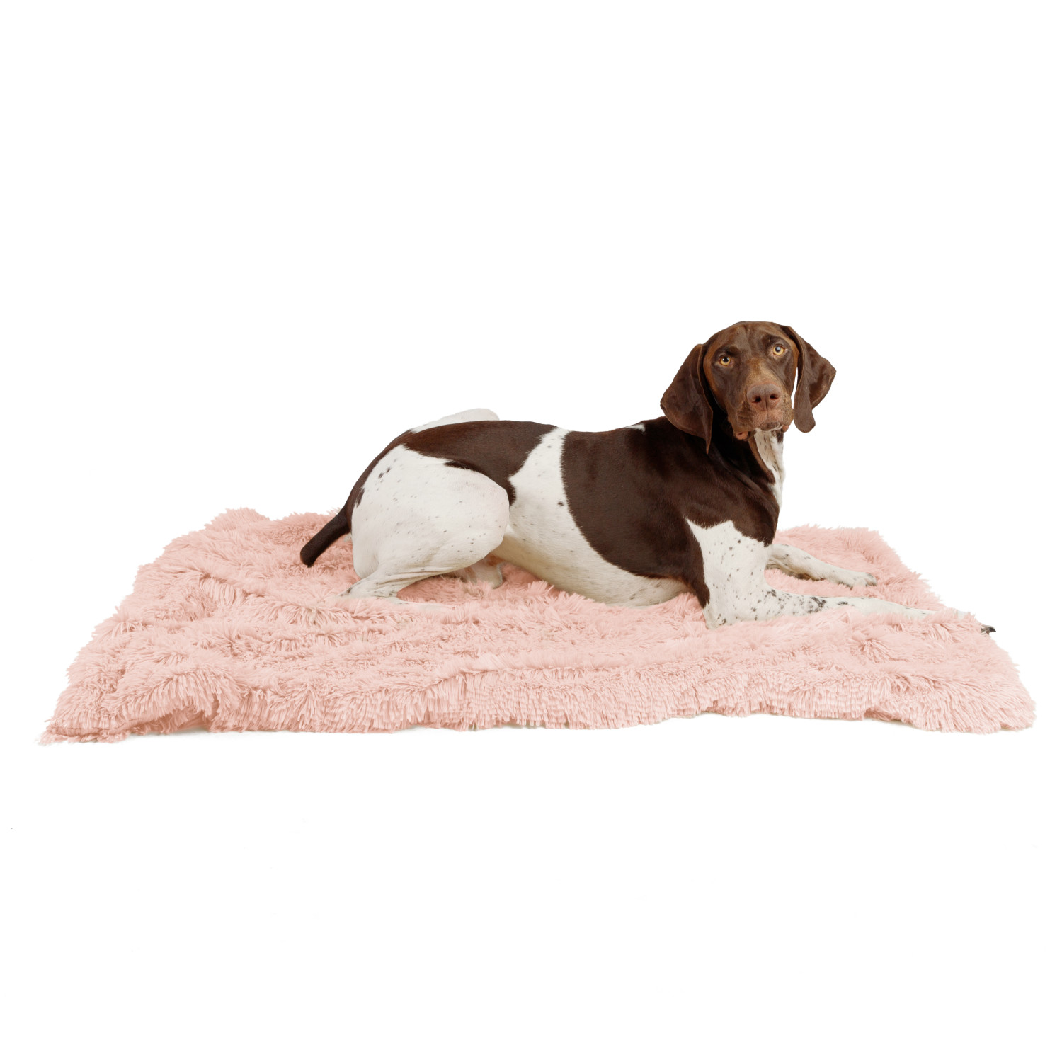 Product image for Shag Pet Throw Blanket, 40x50